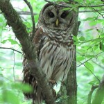 Bolin Creek Owl