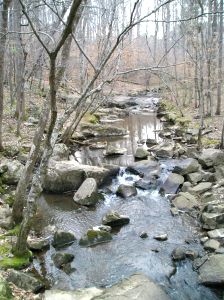 Adams Preserve