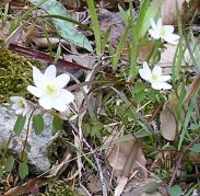 Adams Preserve wildflowers