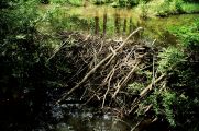 Beaver Dam