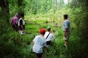 Beaver Impoundment