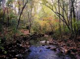 Bolin Creek
