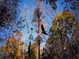 Bolin Creek birds