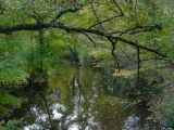 Bolin Creek Bough