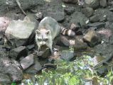 A critter at Bolin Creek