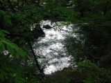 Bolin Creek Greenery
