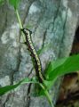Caterpillar