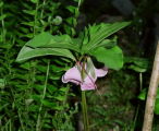 Catesbys Trillium
