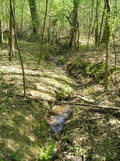 Headwaters of Bolin Creek