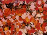 Red leaves