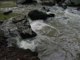 Bolin Creek