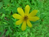 Tickweed Sunflower