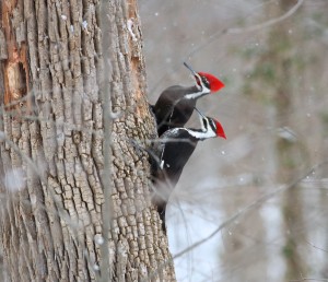 Piliated Woodpeckers